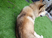 Husky x Malamute looking for his forever home