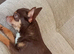 Teacup female chihuahua