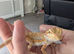 Baby bearded dragons citrus coming though lovely on them