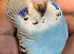 Young Budgies Splits of BFBW