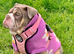7 months old English bulldog girl