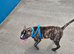 Staff cross sharpei