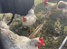 Starter Seramas..4 hens & a cock