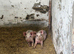 Large white pigs