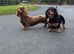 Mini black and cream dachshund