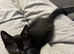 Handsome boy urgently needing home