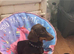 Dachshund puppies