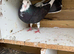 Faibtail for sale