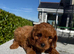 FoxRed cavapoo