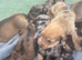 Beautiful baby puppies