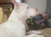 Stitch the white and ginger staffy