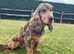 4 year old Sable KC registered cocker spaniel