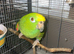 Tame female yellow crowned Amazon