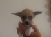 Chinese crested /chihuahua