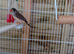 Zebra finches