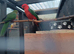 Australian king parrots