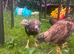 Asil pullets 5 month old.