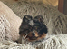 Stunning black merle tri pomeranian