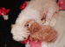 MY GORGEOUS SHIPOO GIRL
