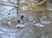 Welsh Harlequin Duck Hatching Eggs