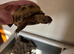 Horse field tortoise