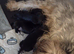 Puppies for sale