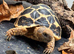 Indian Star Tortoise at Birmingham Reptiles