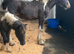 HOYS quality. Native filly foal to make 15hh
