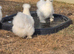 Young bearded silkies
