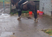 !12hh 5yr family/show pony!