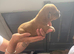 DDB CROSS CANE CORSO