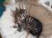 Kittens looking for 5* Homes