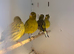 4 Fife Canaries