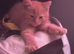 Ginger male