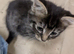 1 beautiful boy left! ready now!
