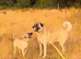 Kangal pup’s
