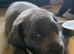 Weimaraner cross lab