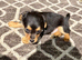Jack russell puppie