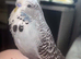 Exhibition budgie with cage