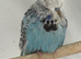 2026 budgies