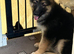 German shepherd pups