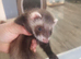For sale  ferret cross polecat