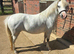 Lovely Welsh A Filly 3yrs