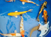 koi for sale from &pound;5