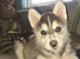 BEAUTIFUL MALE POMSKY READY NOW!