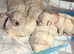 for sale maltese puppies