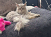 Maine coon x ragdoll kittens