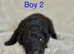 Bordoodle Puppies – f1bbb, non moulting and Hypoallergenic