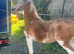 Splashed show potential filly