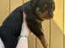 Rottweiler pup